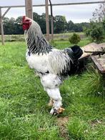 Brahma haan columbia, Dieren en Toebehoren, Pluimvee, Mannelijk, Kip