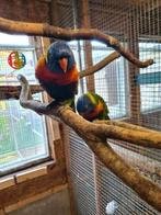 Bewezen koppel lori van de blauwe bergen, Dieren en Toebehoren, Vogels | Parkieten en Papegaaien, Meerdere dieren, Parkiet, Geringd