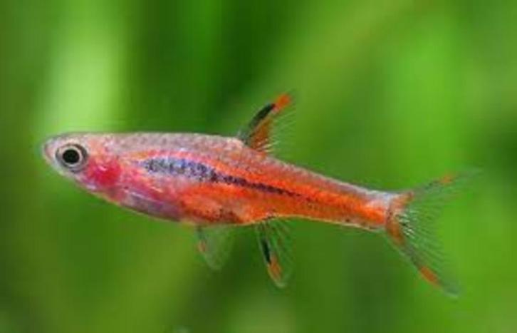 Boraras brigittae - Chili Rasbora - Koidream Valburg, Dieren en Toebehoren, Vissen | Aquariumvissen, Zoetwatervis, Vis