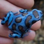 Dendrobates auratus 'Superblue' prachtige exemplaren, Dieren en Toebehoren, Reptielen en Amfibieën