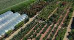Photinia fraseri Red Robin leiboom - Glansmispel leibomen, In pot, Leiboom, Winter, Halfschaduw