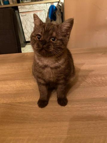 Liefste choco smoke poesje  britse kh kitten beschikbaar voor biedingen