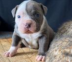 Old English Bulldogs puppies Bullforce lijn