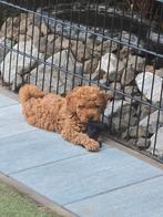 Mooie lieve maltipoo pup pups (  poedel,  mini doodle ), Dieren en Toebehoren, Honden | Niet-rashonden, CDV (hondenziekte), 8 tot 15 weken