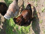 broedeieren barnevelder dubbel gezoomd, Dieren en Toebehoren, Pluimvee, Geslacht onbekend, Kip