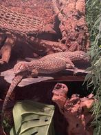 Ackie monitor stekelstaart varaan met terrarium, Dieren en Toebehoren, Met terrarium