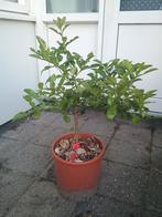 Citrus hystrix boom kaffir limoen. Djeroek Poeroet, Bloeit niet, Overige soorten, 100 tot 250 cm, Ophalen