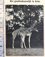 Artis 1918; een giraffenhuwelijk in Artis, Verzenden, Voor 1940, Gebruikt, Dier
