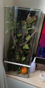 Terrarium met wandelende takken, Dieren en Toebehoren, Overige Dieren, April, Vrouwelijk