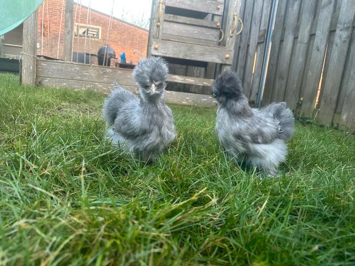2 USA zijdehoen hennetjes 11 weken oud, Dieren en Toebehoren, Pluimvee, Kip, Vrouwelijk