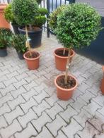 Ligustrum op stam, Tuin en Terras, Planten | Bomen, Minder dan 100 cm, Zomer, Ophalen, Volle zon