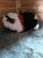 Cavia zeugje, Dieren en Toebehoren, Knaagdieren, April, Vrouwelijk, Cavia