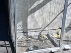 Kanaries Waterslagers, Dieren en Toebehoren, Meerdere dieren, Kleurkanarie