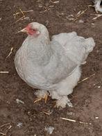 Brahma groot, Meerdere dieren, Kip