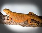 Baardagaam Hypo Citrus Tiger het.Trans G Stripe Leatherback, Dieren en Toebehoren, Reptielen en Amfibieën, Hagedis, Tam, 0 tot 2 jaar