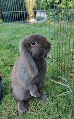 Jonge 'hangoor dwergkonijntjes' zoeken een nieuw verblijf., Dieren en Toebehoren, Konijnen, Meerdere dieren, Dwerg, Hangoor