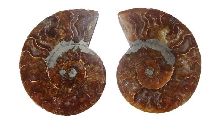 Ammonieten Paar Circa 150 miljoen jaar oud 111 gram, Verzamelen, Mineralen en Fossielen, Fossiel, Verzenden