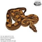 Boa Constrictor C2.2023, Slang, Tam, 0 tot 2 jaar