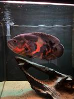 Mooie pauwoog cichlide, Dieren en Toebehoren, Vissen | Aquariumvissen, Vis