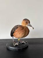 Opgezette boomeend - eend - vogel, Ophalen of Verzenden, Zo goed als nieuw, Vogel, Opgezet dier