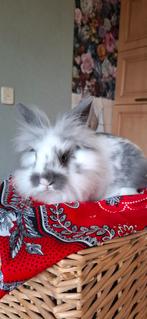 Schattige leeuwekop ram, Dieren en Toebehoren, Konijnen, Mannelijk, Groot