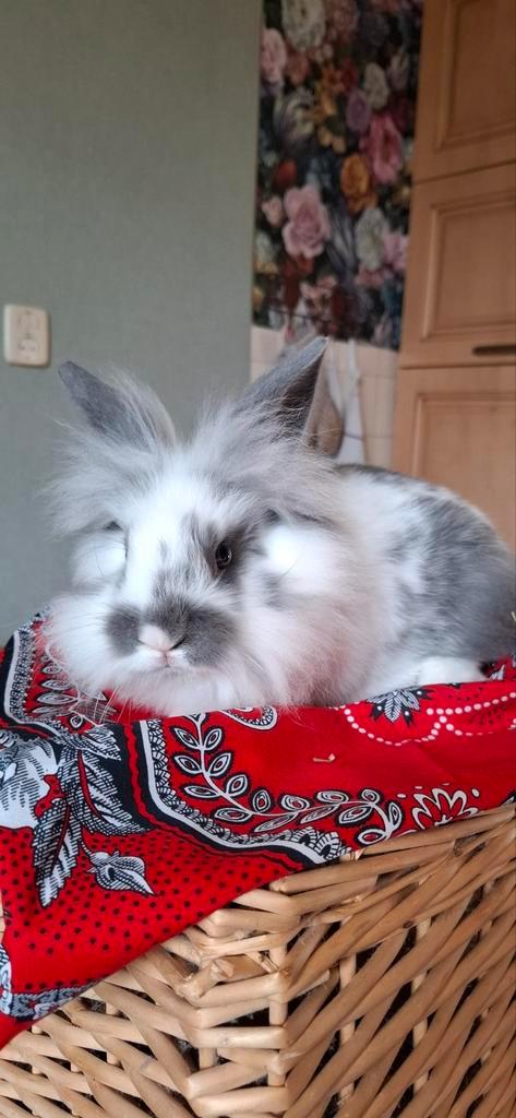 Schattige leeuwekop ram, Dieren en Toebehoren, Konijnen, Groot, Mannelijk