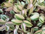 Tradescantia Fluminensis Variegata stekjes, Ophalen of Verzenden, Overige soorten, Halfschaduw, Minder dan 100 cm