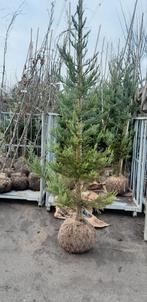 Sequoiadendron giganteum 'Glaucum' - Mammoetboom, Ophalen, Bloeit niet, Halfschaduw, Overige soorten