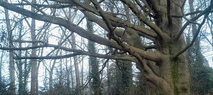 ‼️Openhaardhout / draaibank hout ‼️, Tuin en Terras, Haardhout, Blokken, Beukenhout, 6 m³ of meer, Ophalen of Verzenden