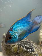 jonge Blue Arca cichlides, Dieren en Toebehoren, Vissen | Aquariumvissen, Vis