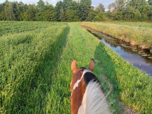 Stalling beschikbaar, Dieren en Toebehoren, Stalling en Weidegang, Stalling