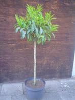 Prunus  lusitanica ‘Angustifolia’ (Portugese laurierkers) op, Ophalen, Lente, Vaste plant, Overige soorten