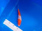 Te koop prachtige Kohaku 20 cm, Dieren en Toebehoren, Karper of Koi
