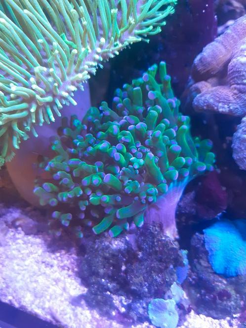 Koralen zeeaquarium, Dieren en Toebehoren, Vissen | Aquaria en Toebehoren, Ophalen of Verzenden