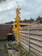 Japanse Notenboom, Tuin en Terras, Planten | Bomen, Ophalen, Volle zon, Overige soorten