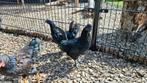 Ayam Cemani haan van April 2025 jonge haan, Dieren en Toebehoren, Mannelijk, Kip
