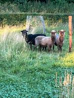 3 skudde ooitjes, Dieren en Toebehoren, Schapen, Geiten en Varkens, Vrouwelijk, Schaap