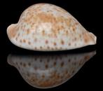 Schelpen:  Cypraea hesitata beddomei 74,4mm (F+++/Gem), Ophalen of Verzenden, Schelp(en)