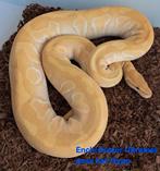 Ultramel Ball Python/Koningspython, Dieren en Toebehoren, Slang, Tam, 3 tot 6 jaar