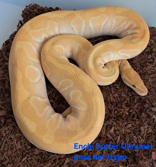 Ultramel Ball Python/Koningspython, Dieren en Toebehoren, Reptielen en Amfibieën, Slang, 3 tot 6 jaar, Tam