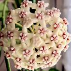 Hoya Globulosa, plant, Huis en Inrichting, Kamerplanten, Overige soorten, In pot, Minder dan 100 cm, Bloeiende kamerplant