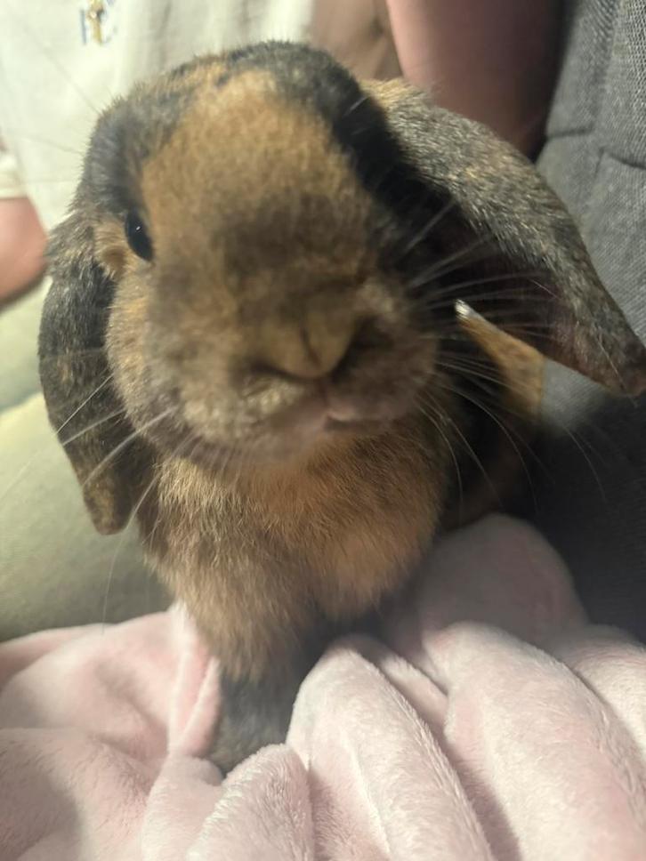 Mannetjes konijn!!, Dieren en Toebehoren, Konijnen, Klein, Mannelijk, 0 tot 2 jaar, Hangoor