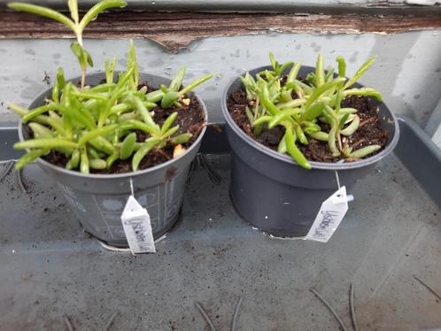 Vaste ijsbloem, witte bloei, Tuin en Terras, Planten | Tuinplanten, Overige soorten, Volle zon, Zomer, Ophalen