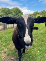 Zwartbles Ram (Zwoegervrij), Dieren en Toebehoren, Schapen, Geiten en Varkens, Mannelijk, Schaap, 0 tot 2 jaar