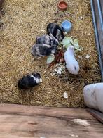 Zes konijntjes. Behandeld., Meerdere dieren