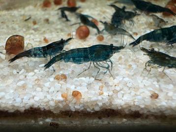 Blue dream | Blauwe garnalen Neocaridina beschikbaar voor biedingen