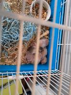 Baby hamsters. Syrische hamsters, Dieren en Toebehoren, Knaagdieren, Hamster, Augustus, Meerdere dieren, Tam