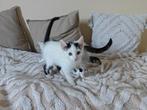 Lieve kittens, Meerdere dieren, Kortharig, 0 tot 2 jaar