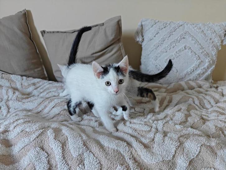 Lieve kittens, Dieren en Toebehoren, Katten en Kittens | Overige Katten, Kortharig, Meerdere dieren, 0 tot 2 jaar
