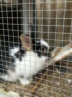 Konijntje 16 weken, Dieren en Toebehoren, Vrouwelijk, Dwerg